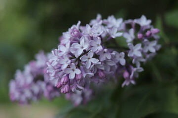 Lilac branch on a green background