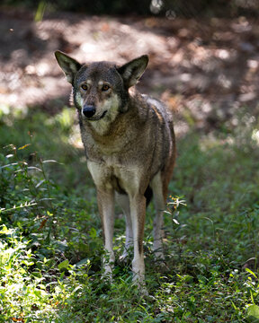 Wolf Red Wolf Animal Stock Photos.   Red Wolf Animal Close-up Profile View.  Endangered Species. Image. Picture. Portrait.