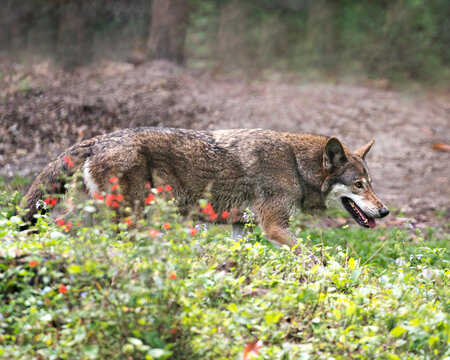 Wolf stock photos. Image. Picture. Portrait. Red Wolf. Foraging.  Blur background and red wildflowers foreground. Endangered species. Image. Picture. Portrait.