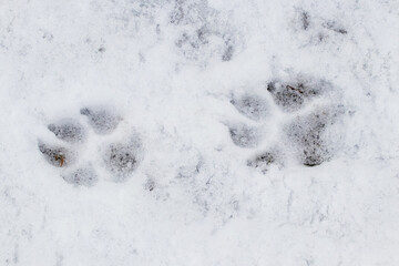 Dog tracks in the snow, animals in winter