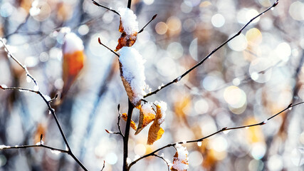 Snow-covered tree branch in the forest in sunny weather