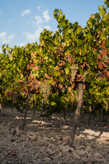 Fototapeta na wymiar racimos de uva variedad pedro Ximenez en viñedos de Andalucía España