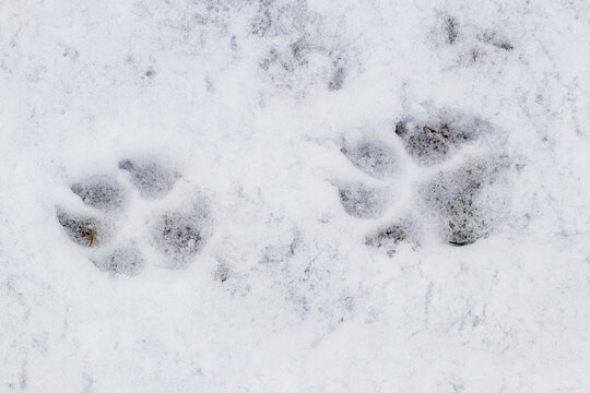 What Does A Dog Footprint Look Like what-does-a-dog-footprint-look-like