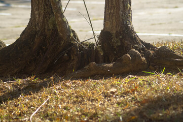 parte de baixo de uma árvore de um parque