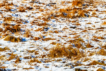 Snow-covered grass in the meadow in winter in sunny weather