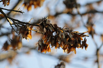 Semillas voladoras conjunto