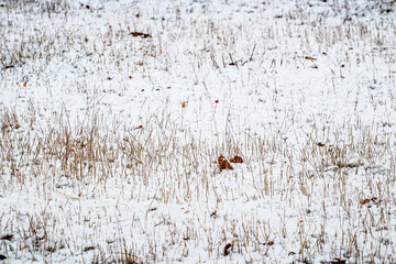 Dry grass and leaves under the snow, winter background