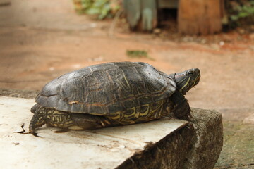 Torturga de tierra