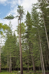 Fototapeta premium Original photograph of an arborist cutting down the very top of a tall fir tree