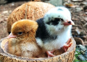 little chicken in a basket