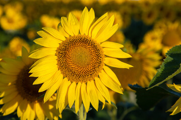 Fototapeta premium Le Tournesol.