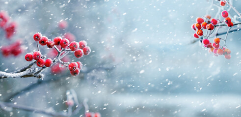 Winter view with bunches of red rowan on the sides on a background of snowfall, panorama, copy space