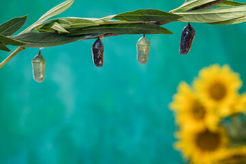 Monarch butterfly chrysalis, Danaus plexippuson, clear and green stage teal blue background with yellow sunflowers - Powered by Adobe