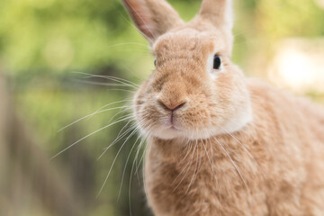 Rufus Rabbit portrait on a bright summer morning