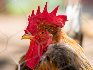 Rooster behind fence at a mini-zoo