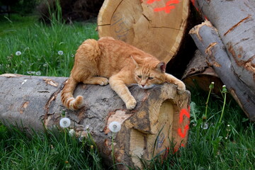 Rote Katze auf Baumstamm