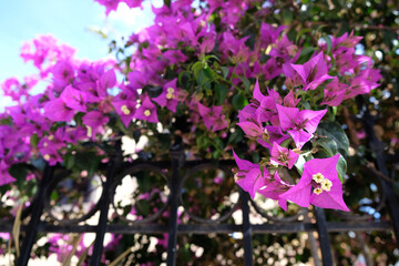 Pink bougainvillea on a pergola, bright sunny day, garden plants creating deep cool shadow.