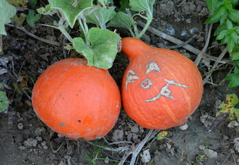 K&uuml;rbisse auf dem Feld