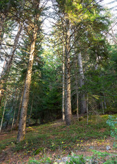 Coniferous Forest Tree Background Landscape of Wild Forest in Autumn. Travel Concept