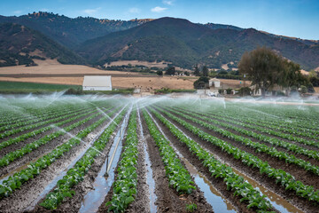 A field irrigation sprinkler system waters rows of lettuce crops on farmland in the Salinas Valley of central California, in Monterey County, on a partly cloudy day.