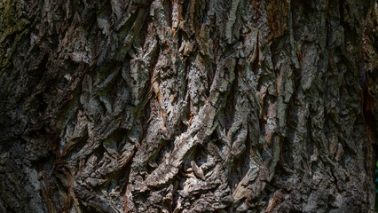 Fragments of the rough brown bark of an old tree on a Sunny day. Natural background or Wallpaper