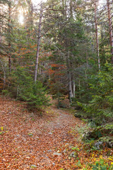 Coniferous Forest Tree Background Landscape of Wild Forest in Autumn. Travel Concept