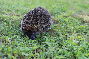 Hedgehog ordinary on a background of green grass