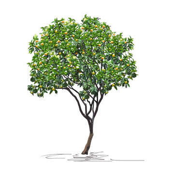 Tangerine tree (Citrus reticulata L.) with immature fruits, Chinese New Year