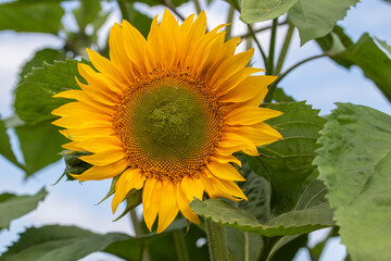 Closeup of a yellow sunflower