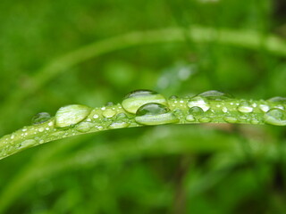 A leaf of Herocellus after the rain