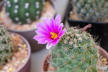 Pink cactus flower blooming in the garden