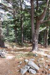 Coniferous Forest Tree Background Landscape of Wild Forest in Autumn. Travel Concept