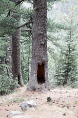 Coniferous Forest Tree Background Landscape of Wild Forest in Autumn. Travel Concept