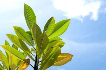 Branch with frangipani (plumeria) leaves, blue sky and white cloud in background.