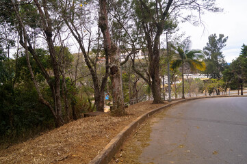 belas &aacute;rvores com folhas verdes de um parque 