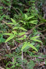 young green plant