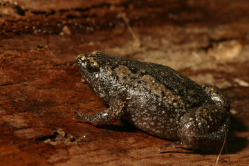 Profile of a small Eastern Narrowmouth Toad (Gastrophryne carolinensis) sitting on bark. 