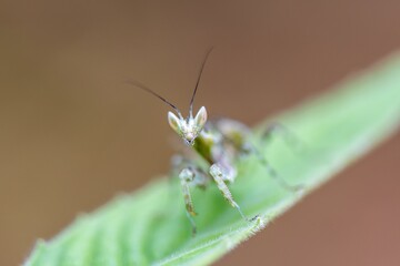 mantis on leaf