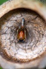 spider in bamboo