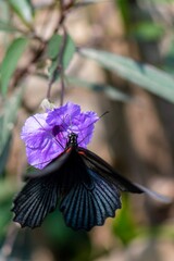 butterfly on flower