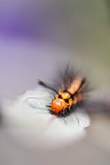 caterpillar on a leaf