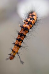 caterpillar on a leaf