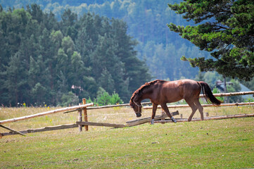koń © Izabela