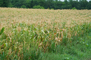 close up on corn field in the farm