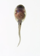 Ventral view of an oriental fire-bellied toad tadpole (Bombina orientalis). This species is from...