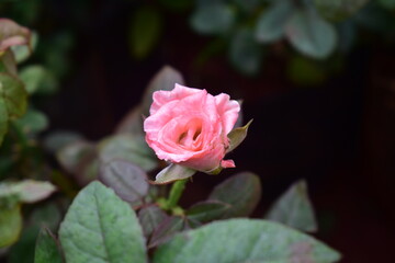 Beautiful rose with green leaves