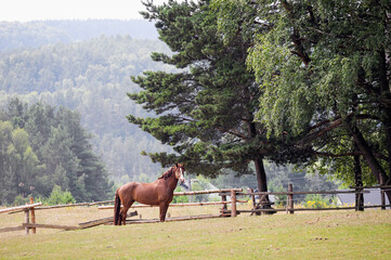 koń © Izabela