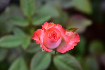 Beautiful rose with green leaves