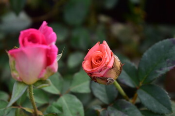 Beautiful rose with green leaves