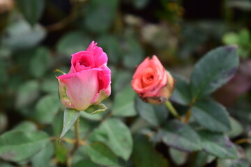 Beautiful rose with green leaves